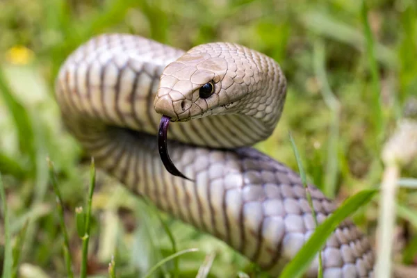 stock image Highly Venomous Eastern Brown Snake