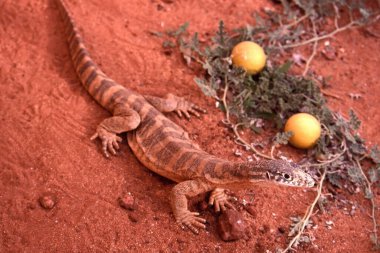 Australian Spencer's Monitor on red soil habitat clipart