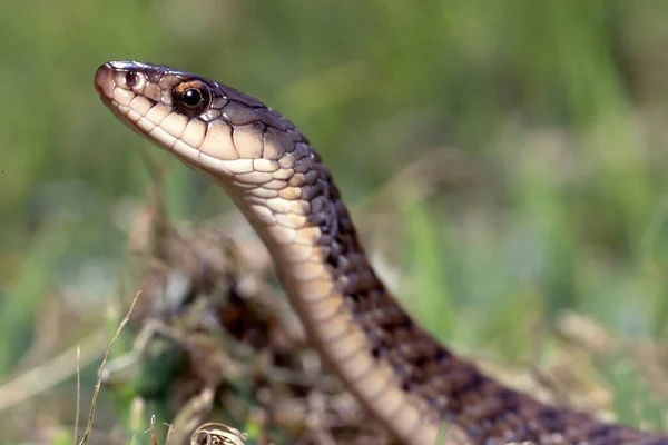 Close Harmless Australian Keelback Snake — Stock Photo, Image