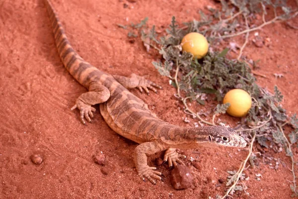 Avustralyalı Spencer Kırmızı Toprak Yaşam Alanı Zleyicisi — Stok fotoğraf