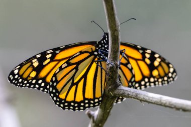 Kral ya da Gezgin Kelebek dalda dinleniyor