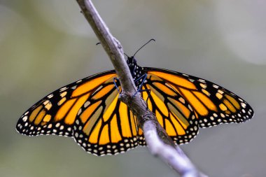 Kral ya da Gezgin Kelebek dalda dinleniyor