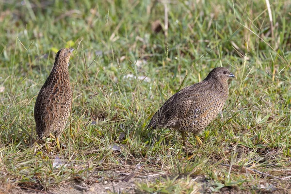 stock image Australian Brown Quail feeding on grass seeds