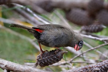 Avustralya Güzel Ateş Kuyruğu Casuarina Ağacı 'nın tohumlarıyla besleniyor.