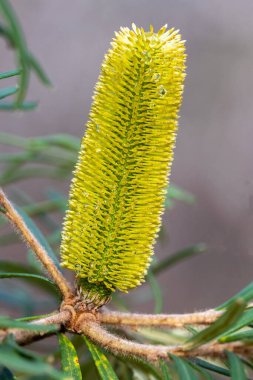 Gümüş ya da Bal Çiçekli Emzirici Banksia