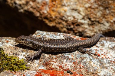 Tazmanya Ocellated Skink liken kaplı kayanın üzerinde güneşleniyor