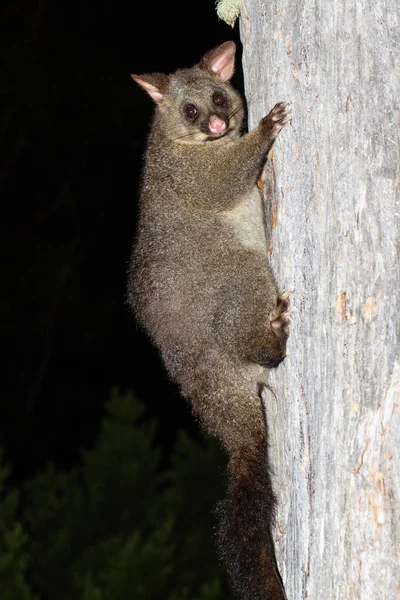 Common Brush Tailed Possum Climbing Large Eucalypt Tree Tasmanian Forest — Stock Photo, Image