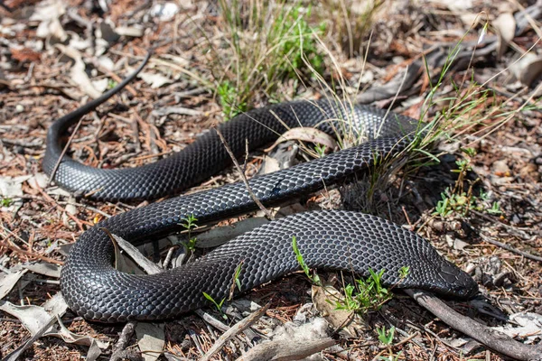 Австралийская Пятнистая Синебрюхая Чёрная Змея — стоковое фото