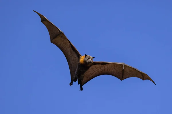 stock image Australian Grey-headed Flying Fox in flight