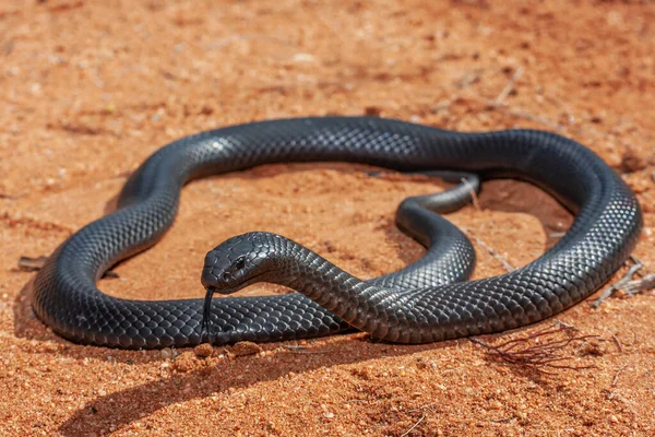 非常に毒のあるオーストラリア産ブルーベリーブラックスネーク — ストック写真