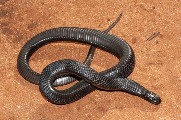 Vysoce Jedovatý Australský Modrobřichatý Černý Had Ukazující Břišní Šupiny — Stock fotografie