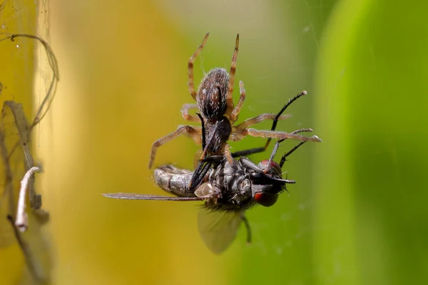 Petite Araignée Avec Mouche Maison Prise Dans Toile — Photo