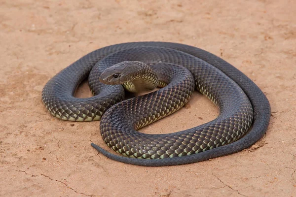 Mulga Australienne Hautement Venimeuse Serpent Brun Roi — Photo