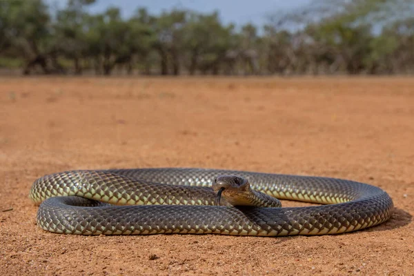 Αυστραλιανό Εξαιρετικά Δηλητηριώδες Mulga King Brown Snake — Φωτογραφία Αρχείου