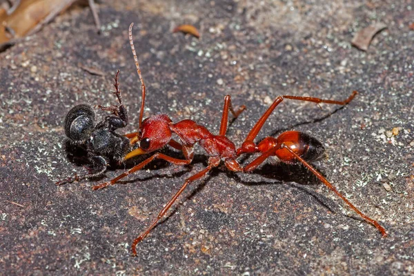 Australijska Mrówka Zdobycz — Zdjęcie stockowe