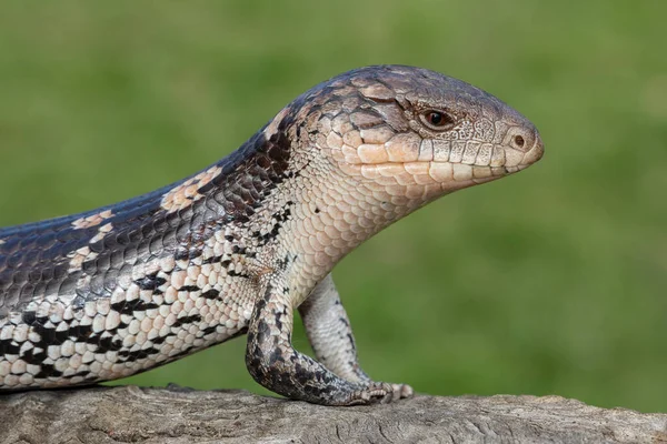 澳大利亚斑纹蓝舌蜥蜴 — 图库照片