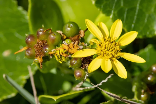 Invasive Australia South African Bitou Bush Fruit Flower — Stock Photo, Image