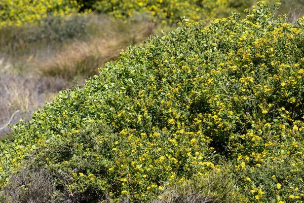 Invasive Australia South African Bitou Bush Flower — Stock Photo, Image