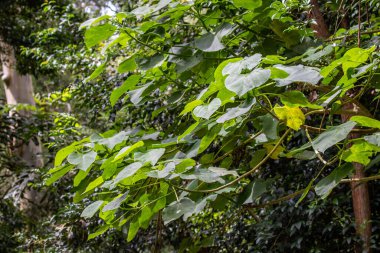 Avustralya İğne Ağacı Yaprakları