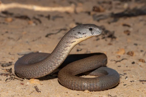 Australian Common Scaly Foot Legless Lizard Showing Regenerated Tail — Stock Photo, Image