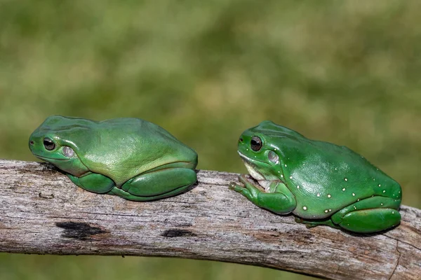 Australian Green Tree Frog Pair — Fotografia de Stock