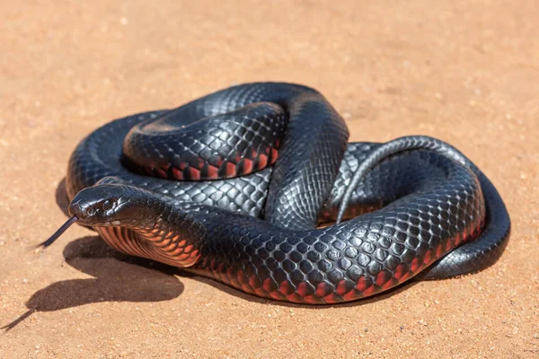 Cobra Negra Australiana Barriga Vermelha Altamente Venenosa — Fotografia de Stock