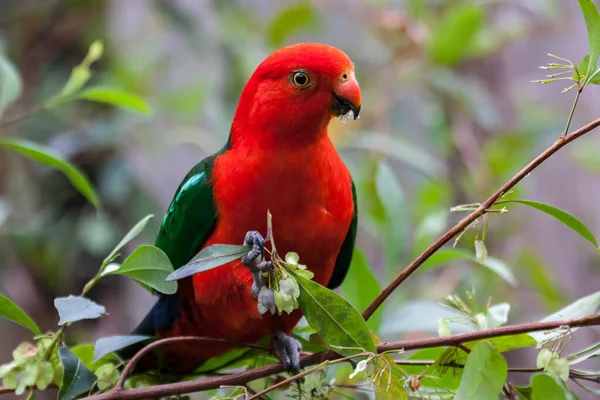 Australiano Masculino Rei Papagaio Alimentação Hop Bush — Fotografia de Stock