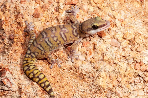 Αυστραλιανό Βόρειο Spotted Velvet Gecko — Φωτογραφία Αρχείου