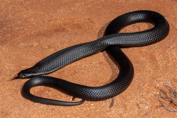 Ausztrál Erősen Mérgező Kék Hasú Fekete Kígyó — Stock Fotó