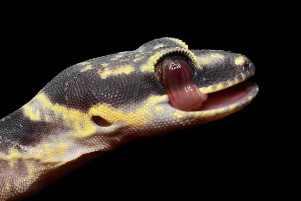 Inland Marbled Velvet Gecko Licking Eye — Stock Photo, Image