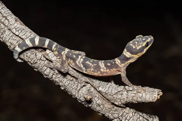 Αυστραλιανή Εσωτερική Velvet Gecko Κλαδί Δέντρου — Φωτογραφία Αρχείου