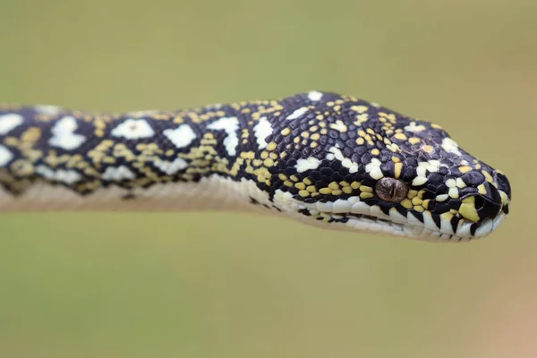 Close Van Australische Diamant Python — Stockfoto