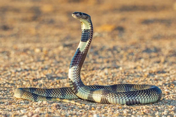 クニーンサンゴのヘビで印象的なポーズ — ストック写真