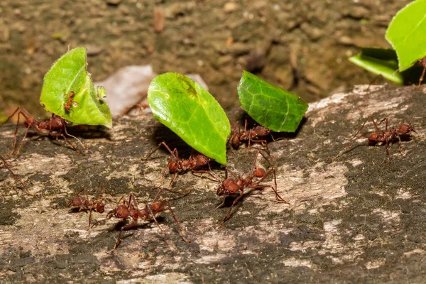 切叶蚁蚂蚁携带树叶筑巢 — 图库照片