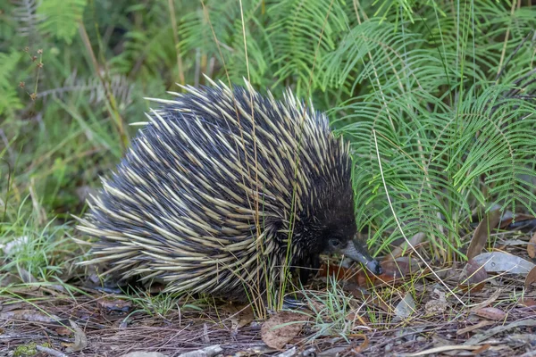 Australische Kurzschnabel Echidna Auf Nahrungssuche — Stockfoto