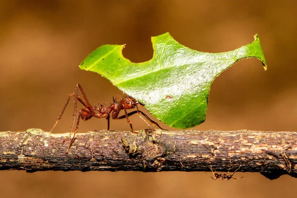 Yaprak Kesen Karınca Yuvaya Yaprak Taşıyor — Stok fotoğraf