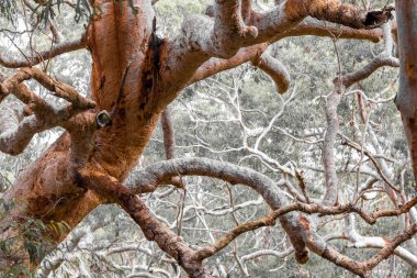 Avustralya Sydney Kırmızı Sakız Ağaçları