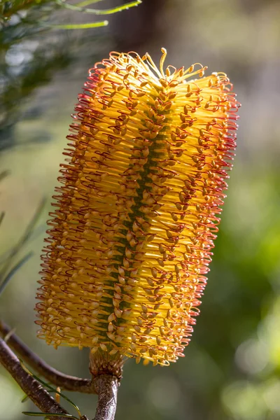 stock image Australian native Hairpin Banksia shrub in flower