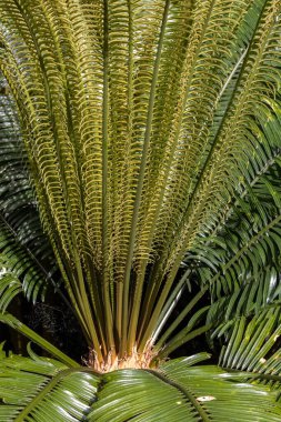 New Caledonia ve Güney Batı Pasifik bölgesinden Longolongo Cycad tesisi