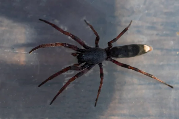 Potansiyel Olarak Tehlikeli Avustralya Beyaz Kuyruklu Örümceği — Stok fotoğraf