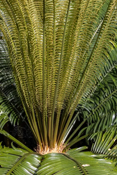 Longolongo Cycad Plant Uit Nieuw Caledonië Het Zuidwesten Van Stille — Stockfoto