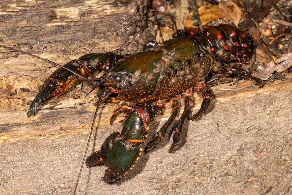 Australian Spiny Crayfish Dari Eastern New South Wales — Stok Foto