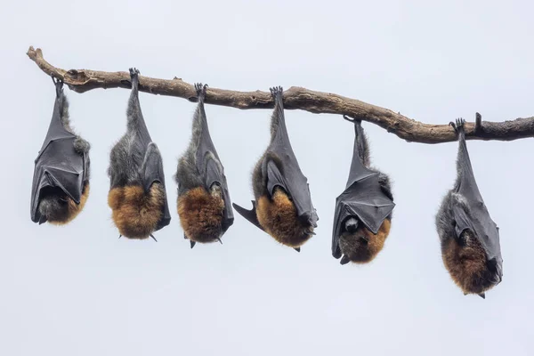 Australian Grey-headed Flying Foxes roosting on tree branch