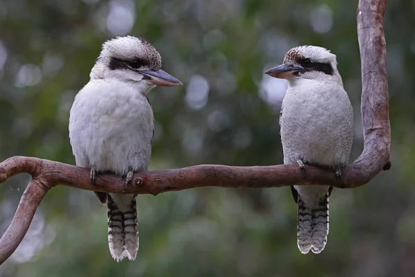 stock image Laughing Kookaburra pair on tree branch