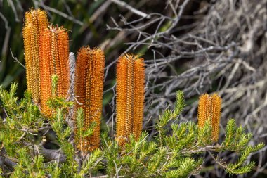 Avustralya 'daki Banksia bitkisi çiçekte