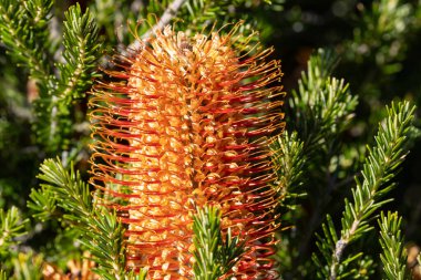 Avustralya 'daki Banksia bitkisi çiçekte