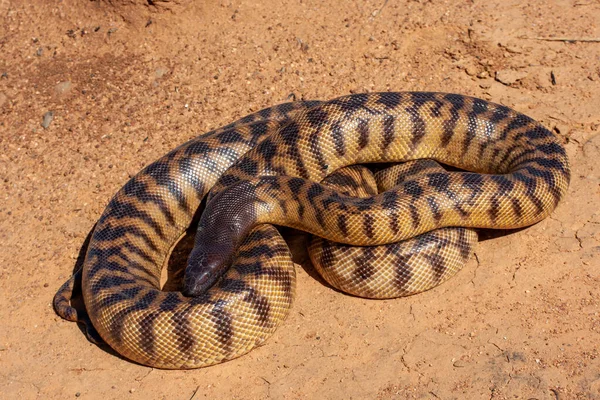 澳大利亚无毒黑头蟒蛇 — 图库照片