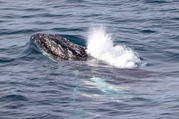 Humpback Whale Φυσάει Νερό Καθώς Βγαίνει Στην Επιφάνεια Για Αέρα — Φωτογραφία Αρχείου
