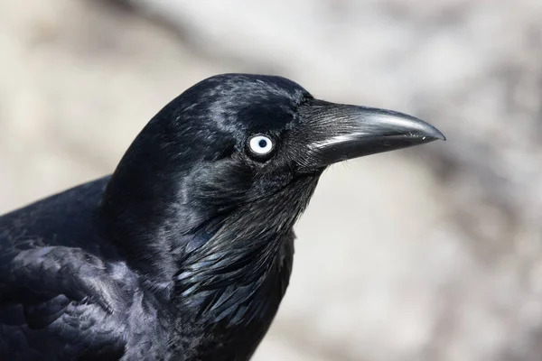 Close Australian Raven — Photo
