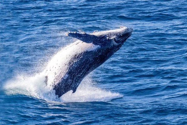 Παραβιάζοντας Την Φάλαινα Humpback Στο Σίδνεϊ Της Αυστραλίας — Φωτογραφία Αρχείου